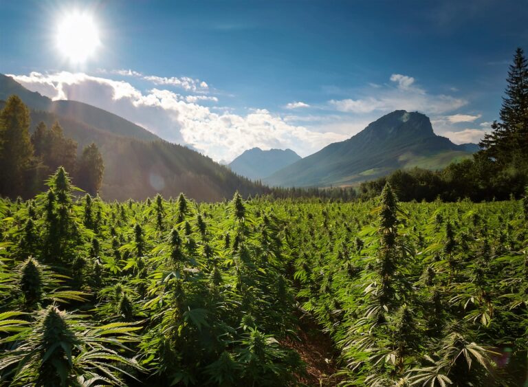 Weed-420 unt Cannabis